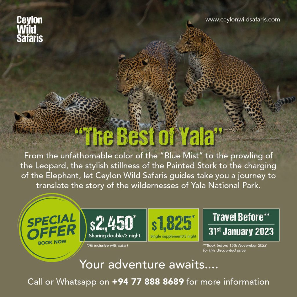Ceylon Wild Safaris - Xmas Promotion